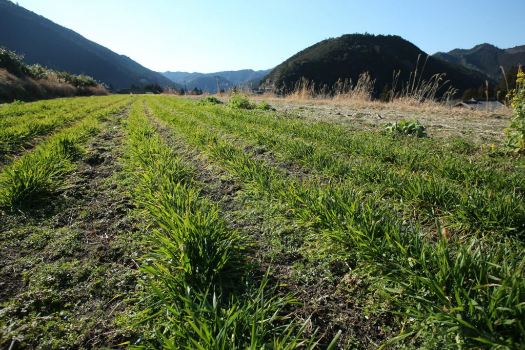 山を背景に広がるもんぺファームの畑の畝