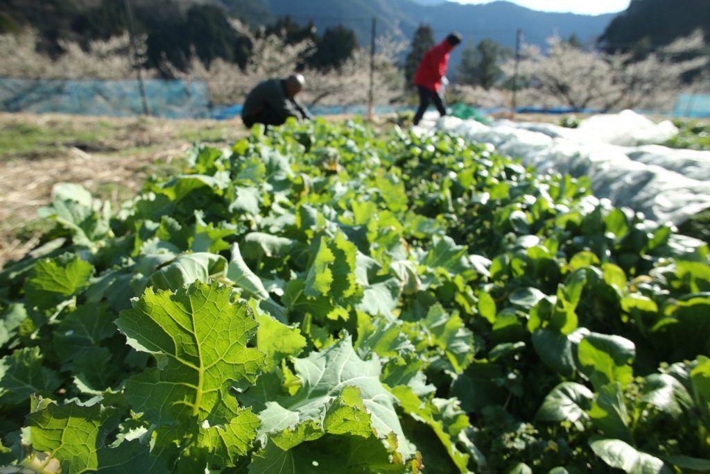 梅の花咲く山を背景に、菜の花畑で農作業をするようす