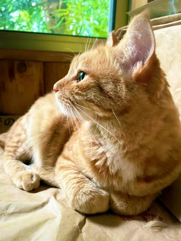 カフェの窓辺でくつろぐ茶トラの猫